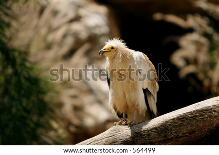 Eagle From The Biblical Zoo in Jerusalem