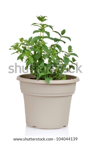 Mint herb in a pot