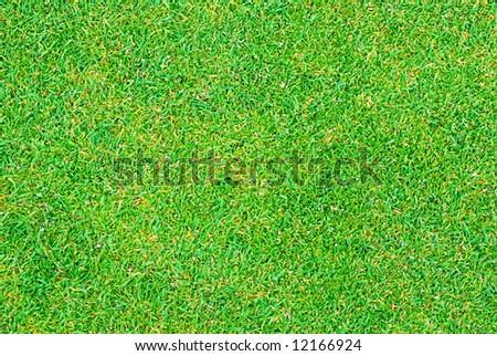 Close Up Of Golf Putting Grass With Tiny Pellets Of Fertilizer ... Close Up Of Golf Putting Grass With Tiny Pellets Of Fertilizer ...