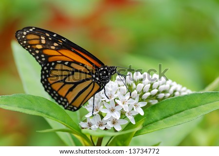 Monarch butterfly on white flowers with a green and red background