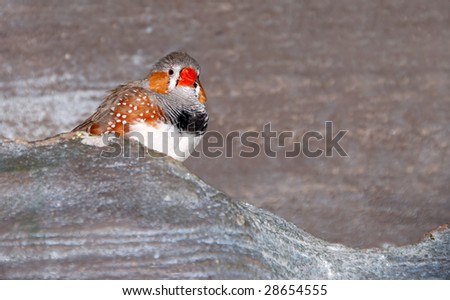 red beaked bird on a rock