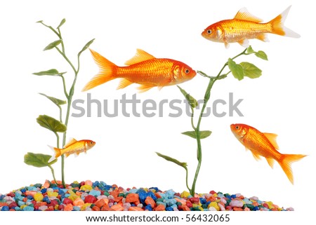 goldfish tank. stock photo : Goldfish Tank