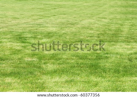 fresh cut lawn making a background