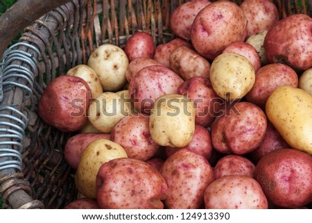 Raw unpeeled potatoes in a wicker basket