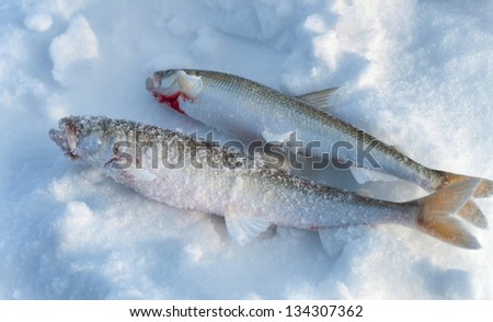 Ice fishing. Two Fish Smelt lying in the snow.