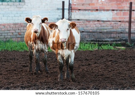 Cows standing in the mud on a cattle farm.