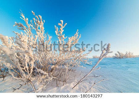 Snow-covered bushes on the rocky plateau. Illuminated by the setting sun.