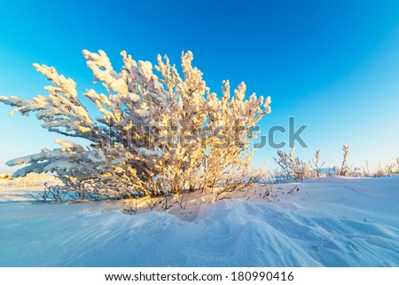 Snow-covered bushes on the rocky plateau. Illuminated by the setting sun.