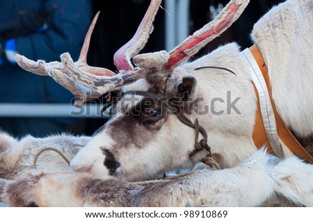 Sad Reindeer