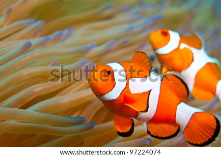 Clown fish in Indonesia