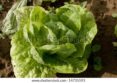 green leafy vegetable