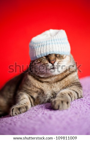 European cat wearing a hat