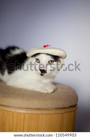 Small european cat wearing funny hat - stock photo