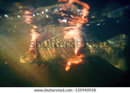 Underwater picture of a rainbow trout that is going to be released soon.