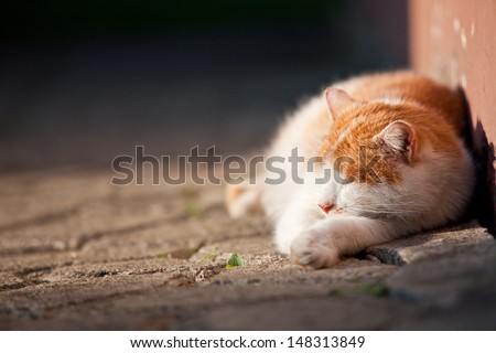 Adult ginger cat sleeping outside