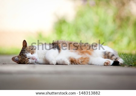European female cat sleeping outside