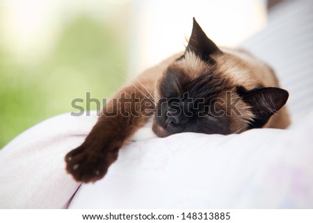 Siamese female cat sleeping outside
