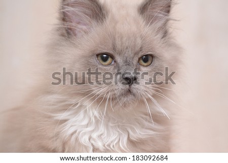 Studio portrait cat isolated on grey background