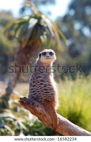 An alert Meerkat perched on a branch.