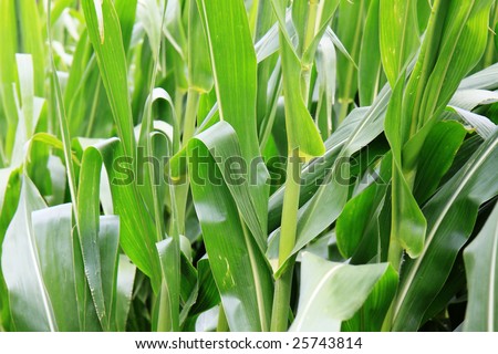 A lush green maize crop background.