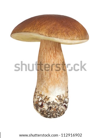 Boletus mushroom on a white background