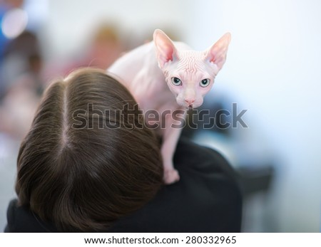 hairless sphynx cat on the shoulder of the hairy owner