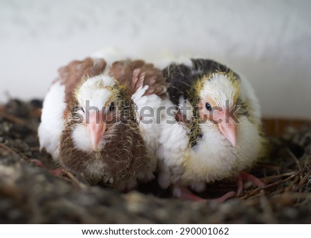 Two chicks pigeon in the nest
