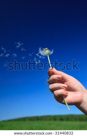 dandelion in the women hand