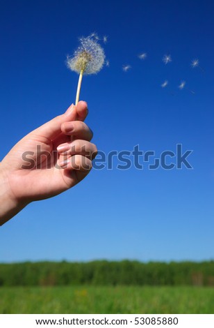 Seeds of dandelion flying in the wind