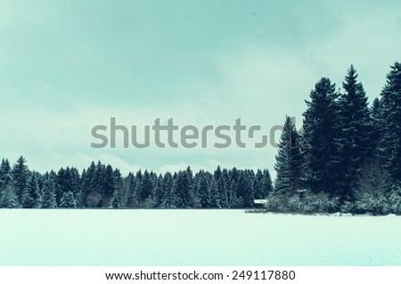 Winter forest landscape. Cold Illustration