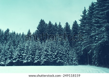 Winter forest landscape. Cold Illustration
