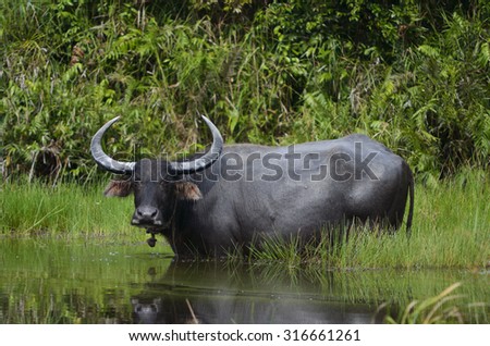 A water buffalo cooling off in a swamp.