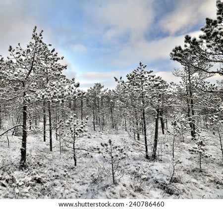 Winter landscape of early morning. Snow covered fine pine forest and wooden footpath