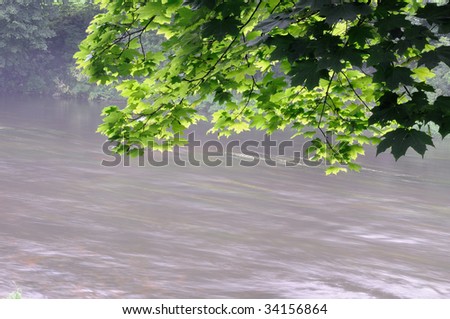 Maple foliage. A morning river mist in the summer morning