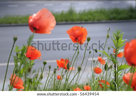 Poppy flowers on a wind against a high-speed transport highway