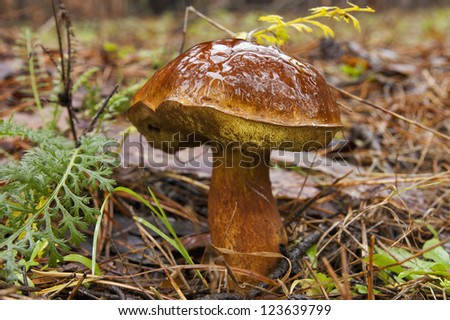 Boletus badius (formerly known as Xerocomus badius), and commonly known as the Bay Bolete is an edible, pored mushroom from Europe and North America.
