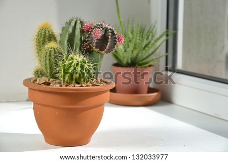 Room Flowers On The Windowsill. Cacti Are In A Pot On The Windowsill.