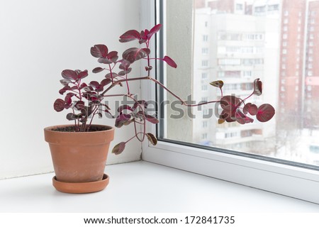 Potted Flowers On The Windowsill In A Pot. Iresine Herbstii Is A Species Of Flowering Plant In The Amaranth Family, Amaranthaceae. Some Call This Plant The &Quot;Chicken Gizzard&Quot; Plant.