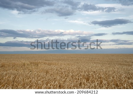 Boundless field of wheat under cloudy sky in the evening.