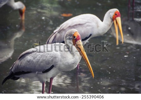 Yellow billed stork - a large wading bird - in Kuala Lumpur Bird Park, Malaysia. It is a popular tourist attraction, which houses more than 3000 birds.