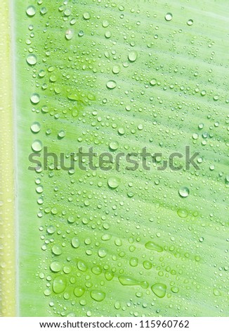 droplets water on beautiful banana leaf