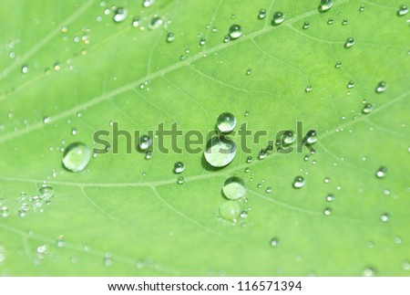 droplets water on beautiful green leaf