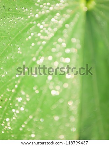 bokeh from water drop on green leaf