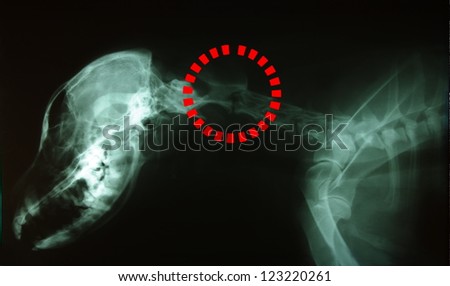 X-ray dog skull and spine with marked vertebra