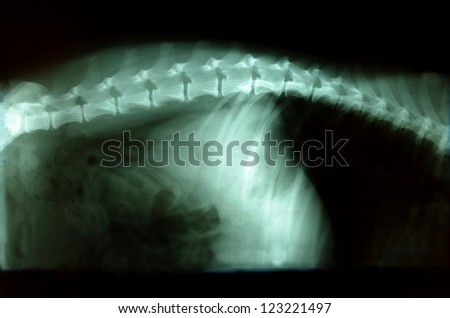 X-ray dog spine and lungs
