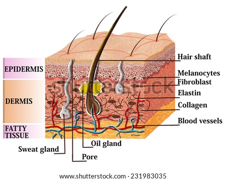 Skin Anatomy Diagram With Description. Illustration Of Skin Cross