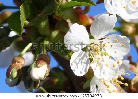 white fruit blossoming flowers in spring