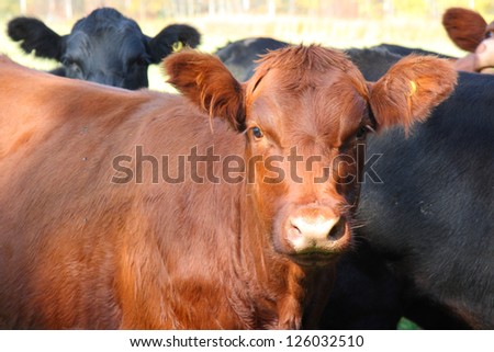 country cows for beef on farm