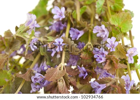 Glechoma hederacea or Creeping Charlie or Catsfoot ,wild flower plant on white background