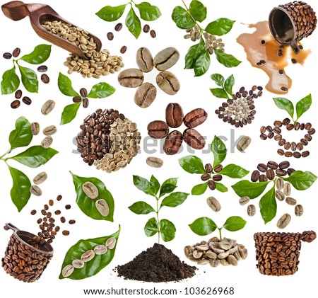 Collection set of coffee grains beans with leaves of coffee tree isolated on white